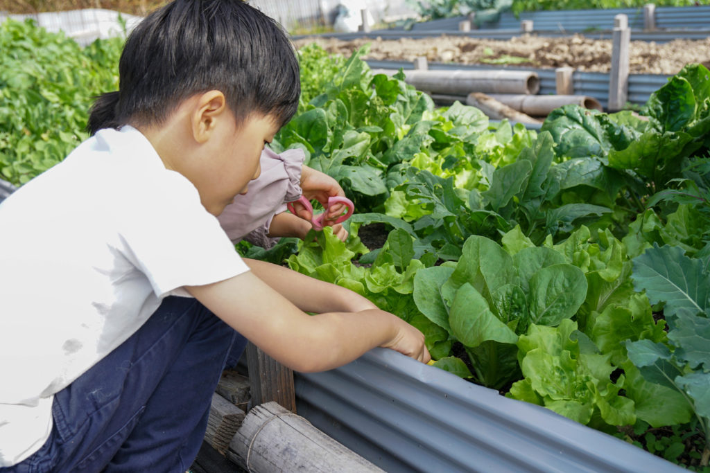 貸し農園のトラブル|初心者がつまずきやすい3つの落とし穴