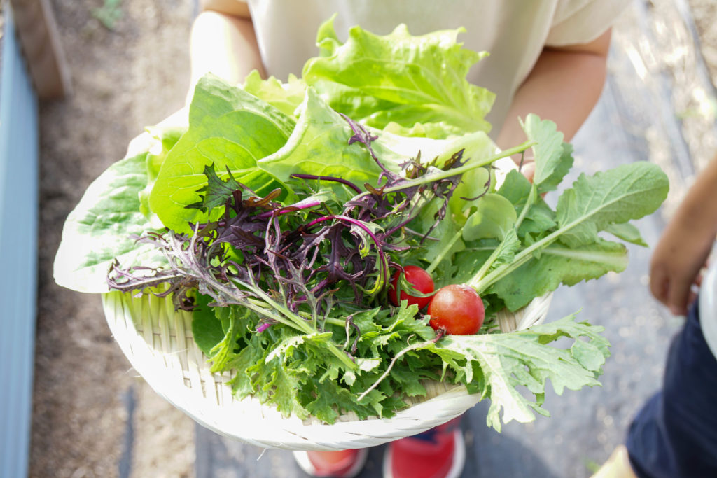 一宮市で野菜作りを始めるなら。体験農園HATA-STEPオープン！